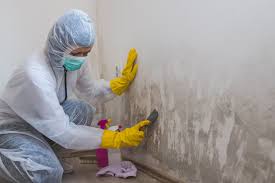 Best Emergency Mold Remediation  in Olive Hill, KY